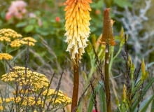 Nostalgiczny nastrój tej kompozycji tworzy trytoma (Kniphofia) 'Painted Lady' otoczona krwawniakmi o żółtych baldachach i kłosami traw. Nostalgiczny nastrój tej kompozycji tworzy trytoma (Kniphofia) 'Painted Lady' otoczona krwawniakmi o żółtych baldachach i kłosami traw.