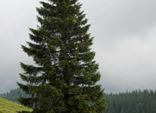 Świerk pospolity Świerk pospolity