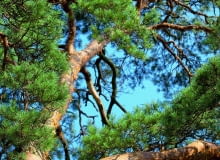 Zdrowa sosna ma ceglastą bądź jasnobrązową łuszczącą się korę. Wyciek żywicy może świadczyć o ataku korników - na korze widoczne są też liczne otworki. Jeśli ich nie ma, winowajcą jest chorobotwórczy grzyb. Zdrowa sosna ma ceglastą bądź jasnobrązową łuszczącą się korę. Wyciek żywicy może świadczyć o ataku korników - na korze widoczne są też liczne otworki. Jeśli ich nie ma, winowajcą jest chorobotwórczy grzyb.