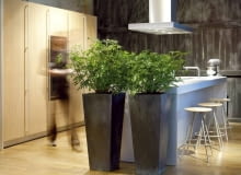 Żywa zielona ścianka? Czemu nie. Szeflery w metalowych donicach zasłaniają kuchenną wyspę od strony salonu. Są jednocześnie miłym "towarzystwem" w czasie posiłków. Rośliny te dobrze znoszą półcień, mogą więc rosnąć z dala od okna. rośliny kwiaty aranżacja wnętrze dekoracje