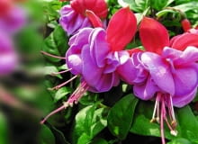 Fuksja 'WINSTON CHURCHILL' zakwita bardzo obficie pełnymi kwiatami na wzniesionych łodygach. Fuksja 'WINSTON CHURCHILL' zakwita bardzo obficie pełnymi kwiatami na wzniesionych łodygach.