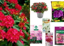 Rododendron, nasiona oraz ziemia nasiona oraz ziemia do rododendronów