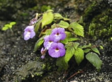 Achimenes pyrophaea SLOWA KLUCZOWE: gesneriowate Rozmyte Średnia jakość