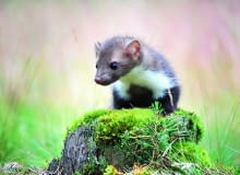 Kuny są wszędobylskie, ciekawskie i towarzyskie. Co niestety oznacza, że za jednym osobnikiem pod nasz dach mogą trafić kolejne