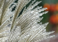 Miskant chiński (Miscanthus sinensis) 'Silberfeder'