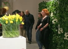 Zielona ścianka wzbudziła ogromne emocje Wystwa tulipanów w Wilanowie