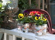 Bratki na balkonie. Kompozycje