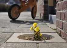 Projekt pt. 'Living Pavement'