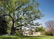 BF1WKM The 200-year-old ?Millennium Landmark Tree? tulip poplar on the south lawn of Tudor Place, Washington, DC. SLOWA KLUCZOWE: tulip poplar Liriodendron tulipifera Tudor Place American history historic 200 year years old outdoors daytime seasonal early spring horizontal nobody Tudor Place Historic House and Garden Georgetown Washington DC United States of America USA US zm 2 lc 0