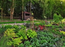 Górny taras położony w półcieniu zajęły rozmaite paprocie, miodunki i funkie. Górny taras położony w półcieniu zajęły rozmaite paprocie, miodunki i funkie.