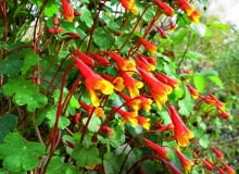 Nasturcja bulwiasta (Tropaeolum tuberosum) Jej wiotkie pędy dorastają do ok. 2 m długości i pną się po podporach lub płożą po ziemi. Zdobią je ładnie powcinane liście, a od drugiej połowy lata nieduże czerwono-pomarańczowe kwiaty wyrastające na czerwonych sztywnych łodyżkach. Rośliny dobrze się czują w słońcu lub półcieniu. Tworzą grube bulwiaste korzenie, które można przechować przez zimę w chłodnym pomieszczeniu. Są one jadalne, ale niezbyt smaczne. Nasturcja bulwiasta (Tropaeolum tuberosum) Jej wiotkie pędy dorastają do ok. 2 m długości i pną się po podporach lub płożą po ziemi. Zdobią je ładnie powcinane liście, a od drugiej połowy lata nieduże czerwono-pomarańczowe kwiaty wyrastające na czerwonych sztywnych łodyżkach. Rośliny dobrze się czują w słońcu lub półcieniu. Tworzą grube bulwiaste korzenie, które można przechować przez zimę w chłodnym pomieszczeniu. Są one jadalne, ale niezbyt smaczne.