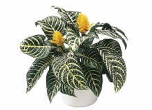 Afelandra stercząca 5.0.2