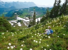 Łąki 'niedźwiedziej trawy' można podziwiać i w górach, i na nizinach od zachodniej Kanady po Kalifornię. Jej młodymi kwiatostanami żywią się m.in. niedźwiedzie, stąd popularna nazwa rośliny. Łąki 'niedźwiedziej trawy' można podziwiać i w górach, i na nizinach od zachodniej Kanady po Kalifornię. Jej młodymi kwiatostanami żywią się m.in. niedźwiedzie, stąd popularna nazwa rośliny.