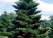 Jodła koreańska (<b><i>Abies koreana</i></b>)