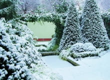 Śnieg otula zimozielone drzewa i krzewy, chroniąc je przed mrozem. Jednak czasem biegam z miotłą i jego czapy delikatnie strząsam, by rośliny pod ich ciężarem nie rozłamały się lub nie odkształciły.