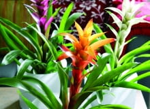Guzmania Guzmania
