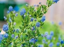 Prusznik krzewiasty (Ceanothus delilianus) Prusznik krzewiasty (Ceanothus delilianus)