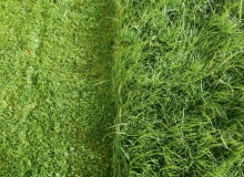 Pielęgnacja trawnika wymaga regularnego podlewania, koszenia i nawożenia. A także dbania, by trawy nie zniszczyły krety czy przerastający ją mech