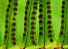 SKUPISKA ZARODNIKÓW widoczne na dolnej stronie liścia nefrolepisu.