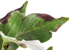 PLAMISTOŚĆ LIŚCI lilaka objawia się ciemnymi plamami na blaszkach. KONICA MINOLTA DIGITAL CAMERA8BIM%K|8BIM:printOutputPstSboolInteenumInteClrmprintSixteenBitboolprinterNameTEXTWSPRINT-WS178printProofSetupObjcUstawienie prbyproofSetupBltnenumbuiltinProofproofCMYK8BIM;