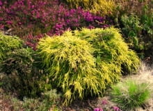 Cyprysik groszkowy 'Sungold' przybiera postać nieregularnej niskiej kopułki. Ma nitkowate zwisające pędy. Cyprysik groszkowy 'Sungold' przybiera postać nieregularnej niskiej kopułki. Ma nitkowate zwisające pędy.