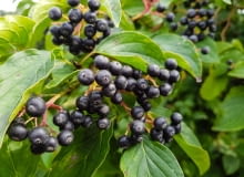 Aronia