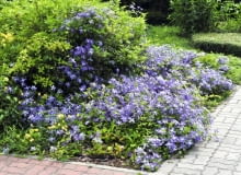 Powojnik 'Arabella' z grupy Integrifolia może występować w ogrodzie w roli rośliny okrywowej Powojnik 'Arabella' z grupy Integrifolia może występować w ogrodzie w roli rośliny okrywowej