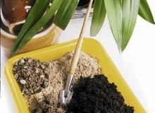 Przesadzanie kwiatów doniczkowych. Składniki do zrobienia mieszanki: ziemia kompostowa, glina, piasek i żwir. Przesadzanie kwiatów doniczkowych. Ziemia