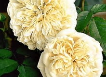 Róże. Róża 'Sombreuil' o kremowych kwiatach należy do najstarszych klimbingów.