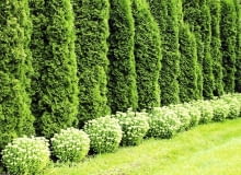 Encyklopedia roślin: Odmiana zywotnika zachodniego  Smaragd  tworzy bar