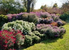 Kolekcja astrów, czyli popularnych marcinków - doskonała inspiracja na jesienną rabatę. Kolekcja astrów, czyli popularnych marcinków - doskonała inspiracja na jesienną rabatę.