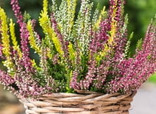 Ozdoby z wrzosów Ozdoby z wrzosów