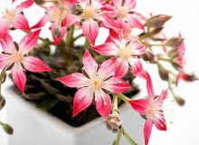 graptopetalum graptopetalum