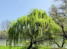 Wierzba płacząca