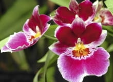 'Vulcain' - jedna z odmian mieszańcowych. 'Vulcain' - jedna z odmian mieszańcowych.