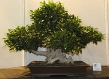 Bonsai figowiec