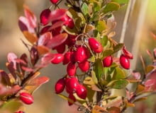 Owoc berberysu Owoc berberysu