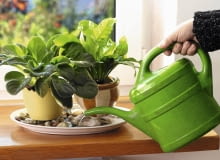 12.10.2006 WARSZAWA , DLA KWIETNIKA , WNETRZA , PIELEGNACJA ROSLIN , NAWILZANIE ROSLIN DONICZKOWYCH - PODSTAWKA Z KAMYKAMI I WODA FOT. LUKASZ ZANDECKI / AGENCJA GAZETA PUBLIKACJA MAGNOLIA NR 11 (7) - 11 2012 PUBLIKACJA MAGNOLIA NR 11 (19) - 11 2013 PUBLIKACJA MAGNOLIA NR 12 (20) - 12 2013 SLOWA KLUCZOWE: WNETRZE ROSLINA OGRODNICTWO PIELEGNACJA ZDJĘCIE DO WKŁADKI: PUBLIKACJA MAGNOLIA NR 11 (7) - CZASOPISMA