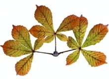 Liście kasztanowców trzeba starannie wygrabić i spakować w szczelne worki - do spalenia