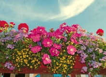 Różowe petunie, czerwone pelargonie, żółta polegnatka i liliowe werbeny Różowe petunie, czerwone pelargonie, żółta polegnatka i liliowe werbeny