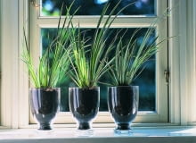 Tatarak trawiasty (Acorus gramineus) w prostej powtarzalnej kompozycji. Jest to roślina wodna lub bagienna. Lubi podłoże mocno wilgotne i nasłonecznione stanowisko Tatarak trawiasty (Acorus gramineus) w prostej powtarzalnej kompozycji. Jest to roślina wodna lub bagienna. Lubi podłoże mocno wilgotne i nasłonecznione stanowisko