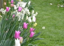 Tulipany i narcyzy posadzone na cieniutkim paseczku gleby wzdłuż płotu wyglądają przepięknie, zamieniają zwykły trawnik w ciekawe i prawdziwie wiosenne miejsce Tulipany i narcyzy posadzone na cieniutkim paseczku gleby wzdłuż płotu wyglądają przepięknie, zamieniają zwykły trawnik w ciekawe i prawdziwie wiosenne miejsce