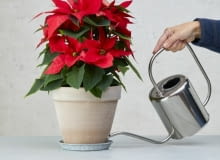 Jak podlewać poinsecję