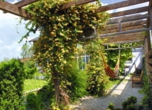 Cienisty pasaż pod dachem z pnączy - świetne rozwiązanie tam, gdzie brak miejsca na solidne drzewo. Na Nastrój tego ogrodu zbudowano na zasadzie kontrastu - tworzą go uporządkowane niskie partery z bukszpanu i swobodne 'słupy' pnączy, które zastępują drzewa