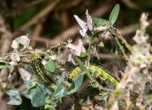 Choroby bukszpanu Choroby bukszpanu