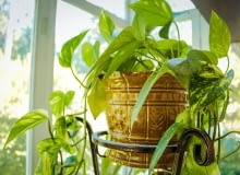 Rośliny na balkon Rośliny na balkon