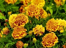 Z kwiatów jednorocznych najlepsze będą: aksamitka... ROSLINY KWIATY : AKSAMITKA ROZPIERZCHLA ' SAFARI SCARLET ' TAGETES ERECTA FOT. WIESLAW GAWRYS PUBLIKACJA KWIETNIK NR 5 (173) - 5 2009