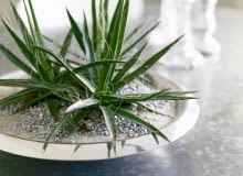 Agawa nitkowata odporne na suszę