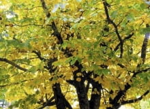 Parocja. Na naturalnych stanowiskach parocja dorasta do wysokości 25 m. Rośnie bardzo wolno - 150-letnie drzewa osiągają zaledwie 15 m. Dolne gałęzie warto usuwać, by wyeksponować interesującą korę pnia Parrotia persica (Persian parrotia) in autumn colour SLOWA KLUCZOWE: outdoor, outside, nobody, australia, plant portrait, Parrotia, p