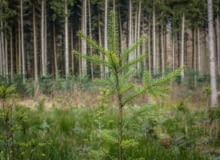 Przesadzanie drzew iglastych Przesadzanie drzew iglastych